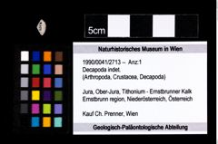 Foto (Objekt + Etikett) von Decapoda indet.  (NHMW-GEO-1990-0041-2713)